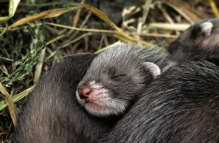 European bay weasel  Mustela itatsi  Young European polecats  Mustela putorius  curled up together sleeping in nest in hay at barn of farm