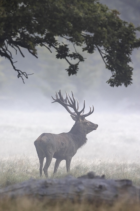 red deer  Cervus elaphus  Red deer  Cervus elaphus  stag with large antlers under oak tree in early morning mist in meadow at forest s edge during the rut in autumn