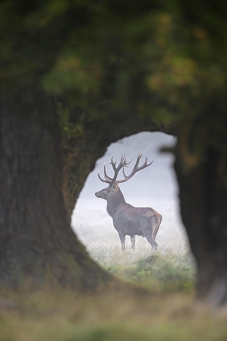 red deer  Cervus elaphus  Red deer  Cervus elaphus  stag with large antlers seen through oak trees in early morning mist in meadow at forest s edge during the rut in autumn