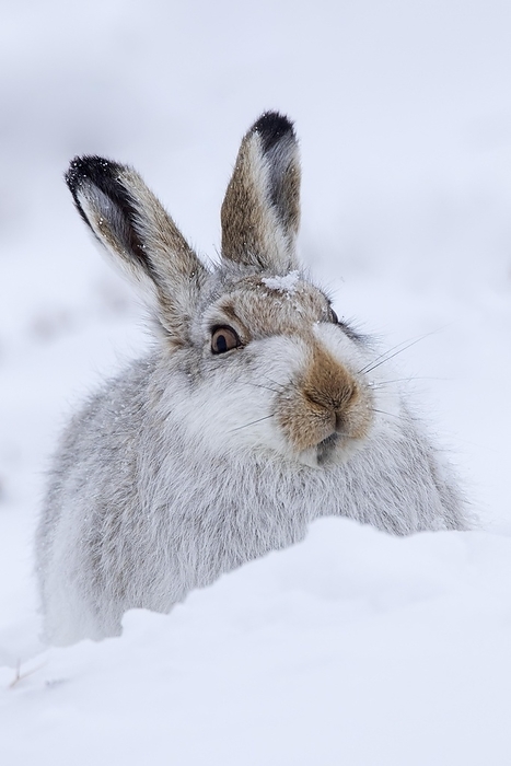 alpine hare Close up of mountain hare  Lepus timidus , Alpine hare, snow hare in white winter pelage resting on hillside during snowstorm