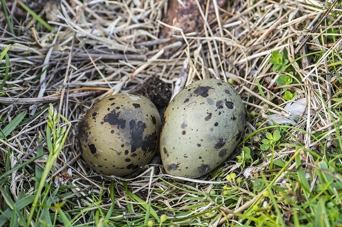 Arctic tern (Sterna paradisaea) typical clutch of two mottled and camouflaged eggs in nest, depression in the ground