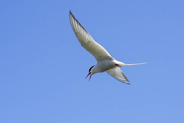 Arctic tern (Sterna paradisaea) calling in flight against blue sky