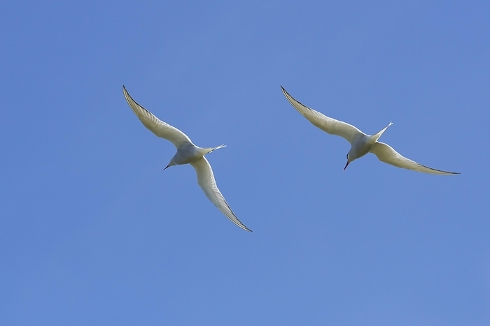 Two Arctic terns (Sterna paradisaea) in flight against blue sky, Scotland, UK