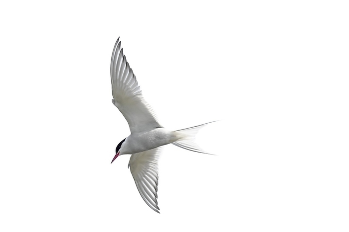 Arctic tern (Sterna paradisaea) in flight against white background, cutout, cut-out