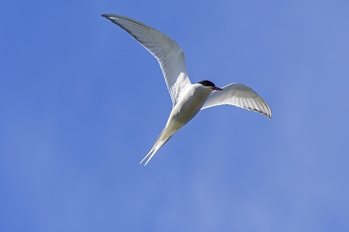 Arctic tern (Sterna paradisaea) in flight against blue sky, Scotland, UK