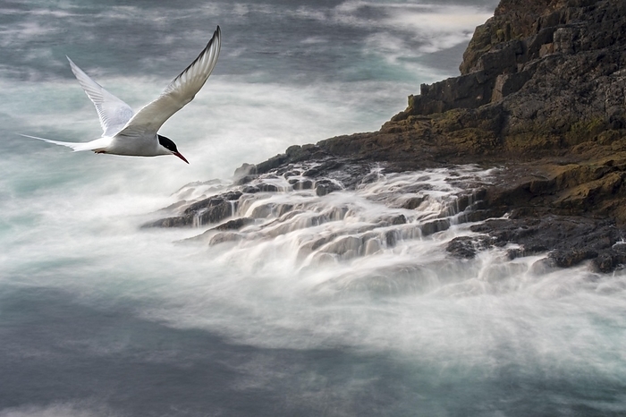 Migrating Arctic tern (Sterna paradisaea) flying over waves crashing on rocks of sea cliff in spring, Shetland Islands, Scotland, UK