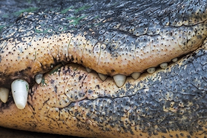 American alligator  Alligator mississippiensis  American alligator  Alligator mississippiensis , gator, common alligator close up of closed snout showing teeth and jaws  hollows