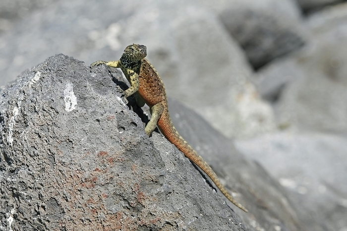Española lava lizard, Hood lava lizard (Microlophus delanonis) (Tropidurus delanonis) male, Espanola Island, Galápagos Islands, Ecuador, Latin America, South America