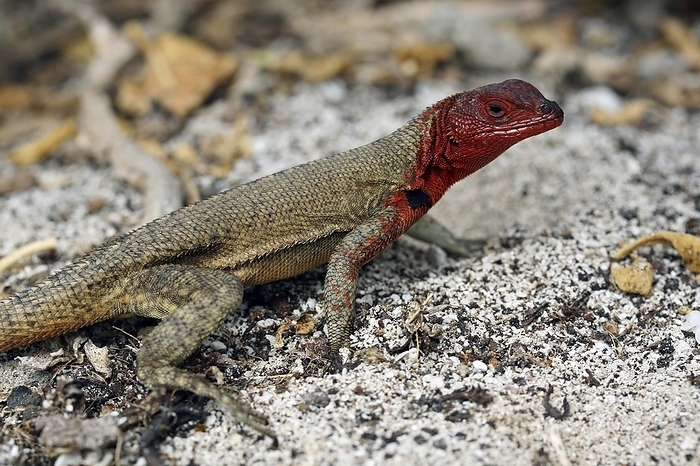 Female Española lava lizard, Hood lava lizard (Microlophus delanonis) (Tropidurus delanonis), Espanola Island, Galápagos Islands, Ecuador, Latin America, South America