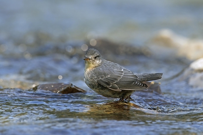 American dipper (Cinclus mexicanus), water ouzel juvenile on rock in stream, native to the mountainous regions of Central America and North America
