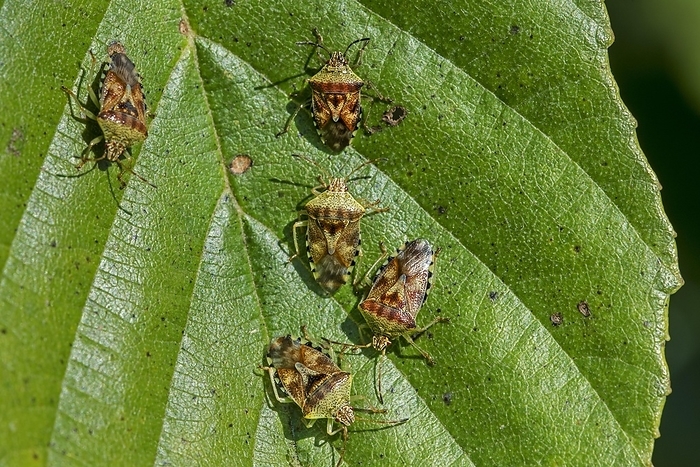 Parent bugs (Elasmucha grisea) (Cimex grisea) group of adults on leaf of alder tree in autumn, fall