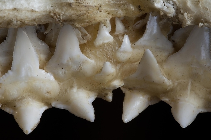 Shark upper jaw showing multiple layers of serrated teeth, Madagascar, Africa
