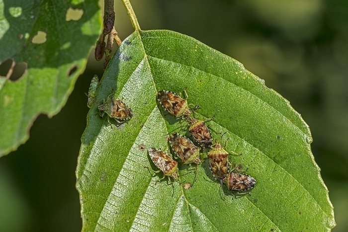 Parent bugs (Elasmucha grisea) (Cimex grisea) group of adults on leaf of alder tree in autumn, fall