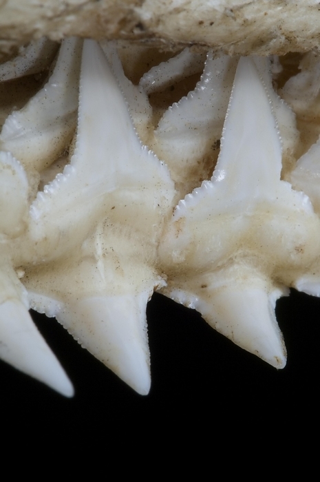 Shark upper jaw showing multiple layers of serrated teeth, Madagascar, Africa