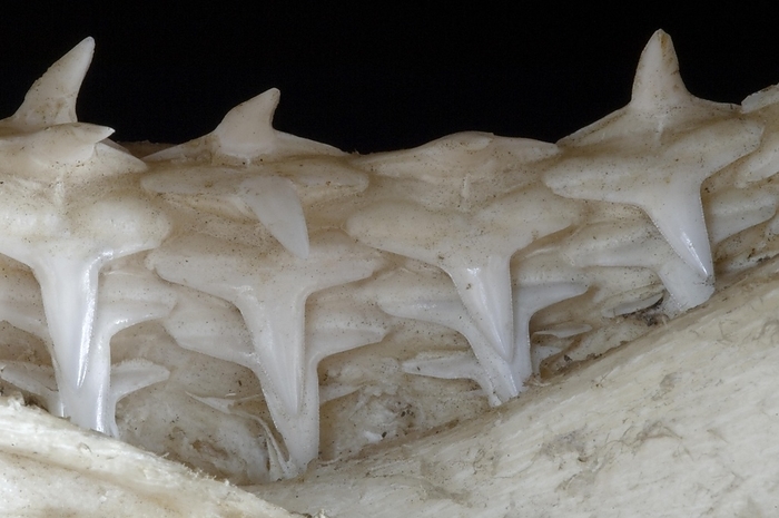 Shark lower jaw showing multiple layers of teeth, Madagascar, Africa