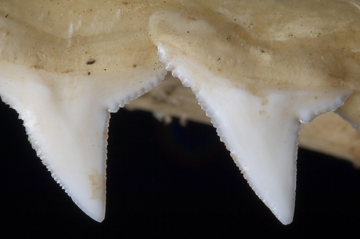 Shark upper jaw showing serrated teeth, Madagascar, Africa