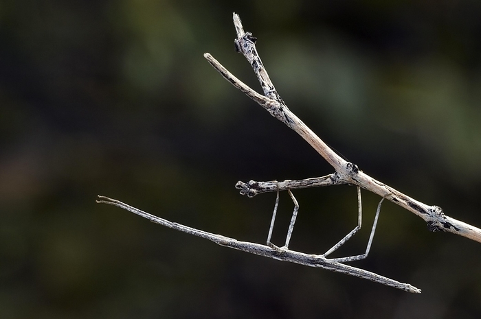 Stick insect (Phasmatodea), walking stick, stick insect, phasmid on branch, Organ Pipe Cactus National Monument, Arizona