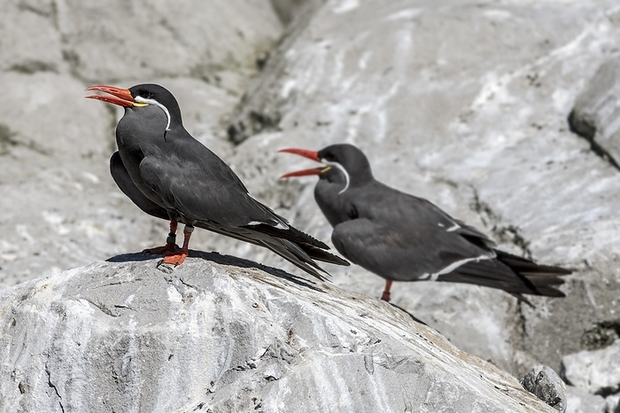 Two Inca terns (Larosterna inca) (Larosternus inca) perched on rock, native to the coasts of Peru and Chile