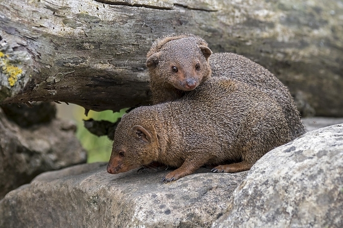 common dwarf mongoose  Helogale parvula  Two common dwarf mongoose  Helogale parvula  native to East and southern Central Africa