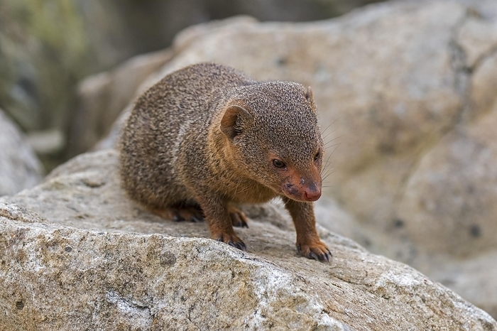 common dwarf mongoose  Helogale parvula  Common dwarf mongoose  Helogale parvula  native to East and southern Central Africa