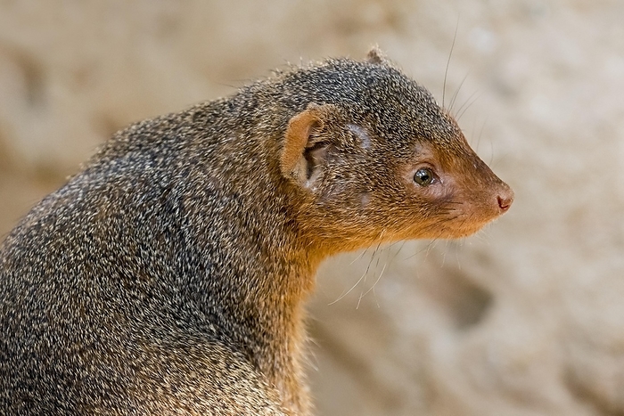 common dwarf mongoose  Helogale parvula  Common dwarf mongoose  Helogale parvula  close up portrait, native to East and southern Central Africa