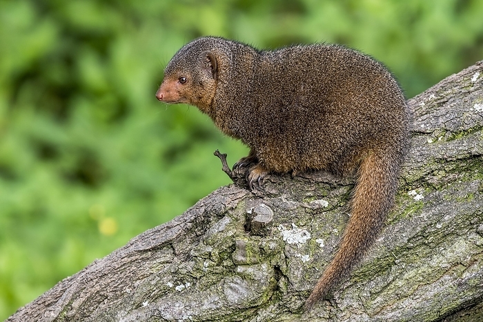 common dwarf mongoose  Helogale parvula  Common dwarf mongoose  Helogale parvula  native to East and southern Central Africa