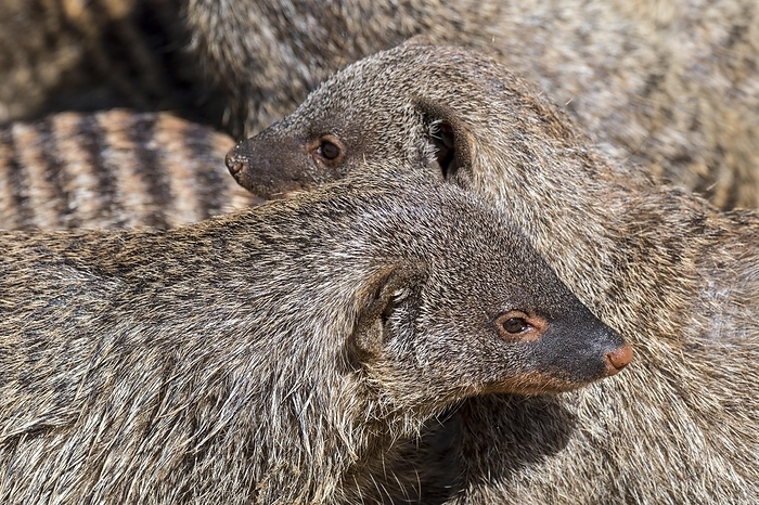 banded mongoose  Mungos mungo  Snuggling banded mongooses  Mungos mungo  sleeping, resting huddled together in banded mongoose colony, native to Africa