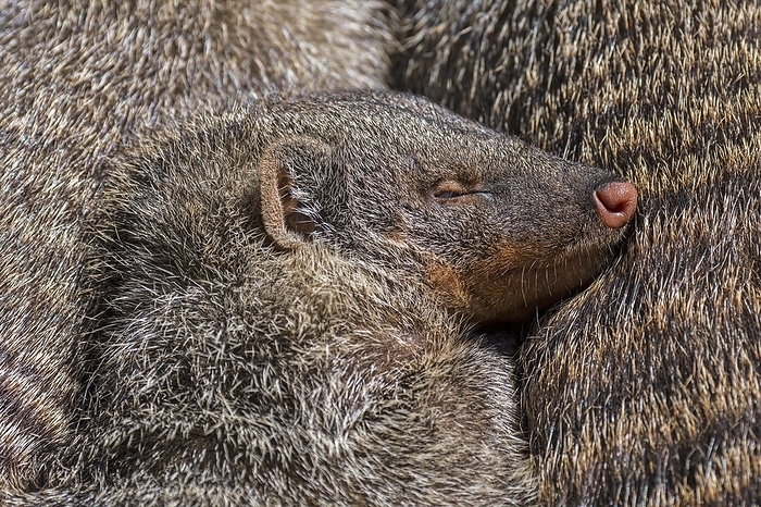banded mongoose  Mungos mungo  Snuggling banded mongooses  Mungos mungo  sleeping, resting huddled together in banded mongoose colony, native to Africa