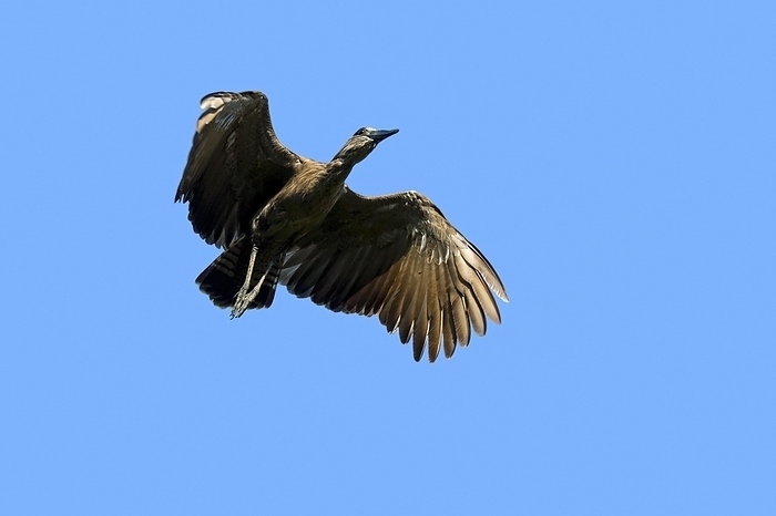 Hamerkop (Scopus umbretta) in flight against blue sky, wading bird native to Africa