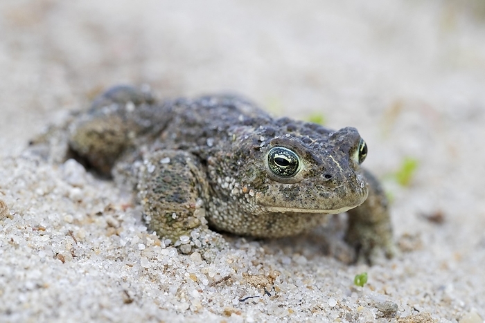 Natterjack toad (Bufo calamita) male crawling through sand in the dunes along the North Sea coast in spring