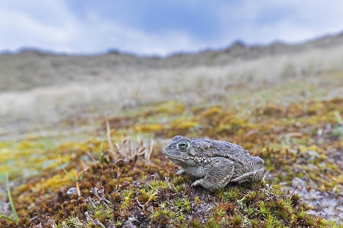 Natterjack toad (Bufo calamita) male in the dunes along the North Sea coast in spring