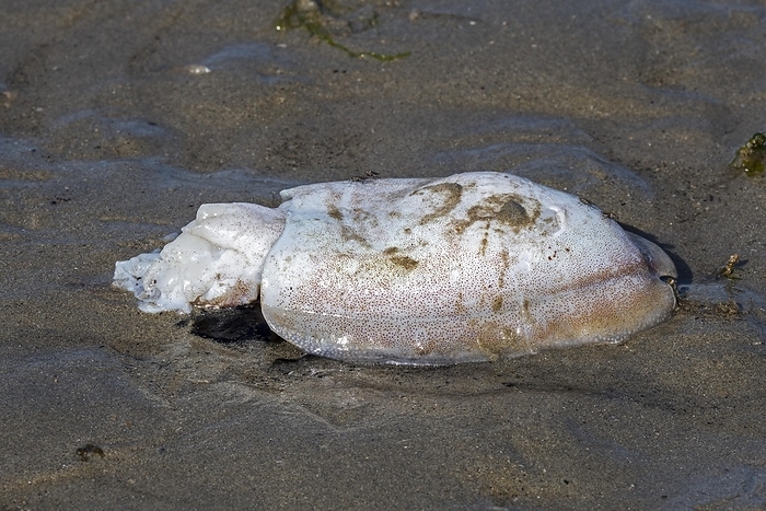 Dead European common cuttlefish (Sepia officinalis) washed ashore on sandy beach along the North Sea coast