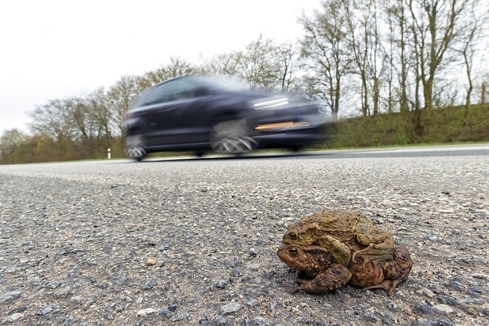 common toad  Bufo bufo  Common toad, European toads  Bufo bufo  pair in amplexus crossing road with passing cars to breeding pond in spring