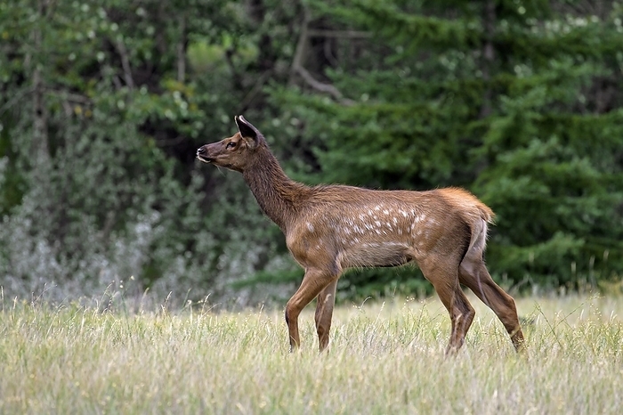 Elk, wapiti (Cervus canadensis) calf in grassland in summer, Jasper National Park, Alberta, Canada, North America