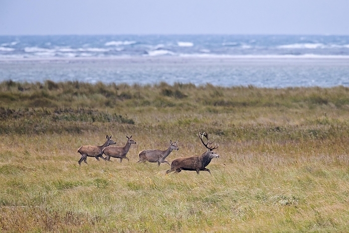 Red deer stag with females in the dunes along the Baltic Sea, Western Pomerania Lagoon Area NP, Mecklenburg-Western Pomerania, Germany, Europe
