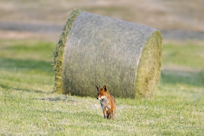 red fox  Vulpes vulpes  Red fox  Vulpes vulpes  hunting in freshly mowed meadow, cut grassland with round hay bales in spring