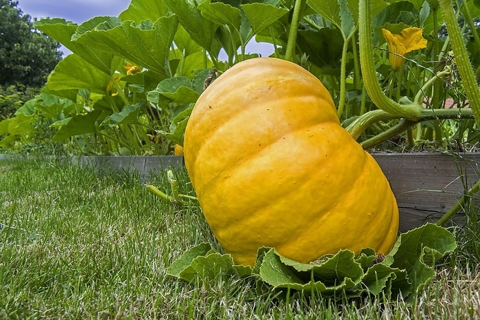 Cultivated pumpkin (Cucurbita maxima) showing edible fruit and big green leaves in vegetable garden, kitchen garden, allotment in summer