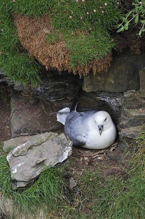 northern fulmar  Fulmarus glacialis  Northern Fulmar  Fulmarus glacialis , Arctic Fulmar on nest in cliff face in the Fowlsheugh nature reserve, Scotland, UK