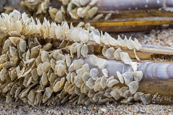 Egg cases, eggs of netted dog whelk (Nassarius reticulatus) (Hinia reticulata), marine gastropod mollusc, washed ashore on beach