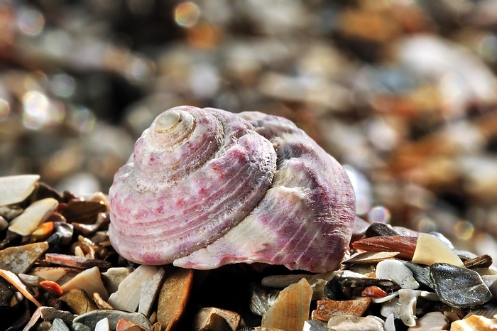 Painted top shell, Turban top shell (Gibbula magus) sea snail on beach