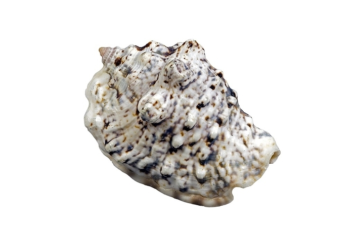 Silver conch (Lentigo lentiginosus) (Strombus lentiginosus), sea snail, marine gastropod mollusk native to the Indo-Pacific against white background