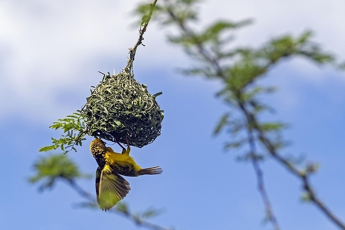 Southern masked weaver (Ploceus velatus), African masked weaver male building nest with strips of grass, Mpumalanga province, South Africa, Africa