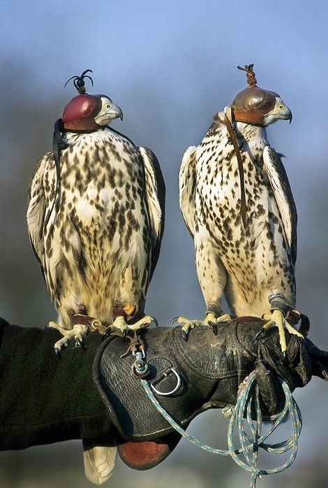 falcon  esp. the peregrine falcon, Falco peregrinus  Two Peregrine falcons  Falco peregrinus  wearing leather hoods perched on gloved hand of falconer