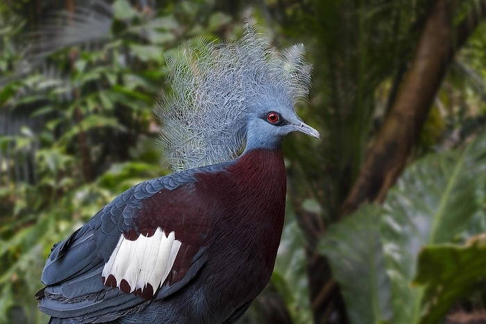 Sclater's crowned pigeon (Goura sclaterii) terrestrial pigeon native to the southern lowland forests of New Guinea