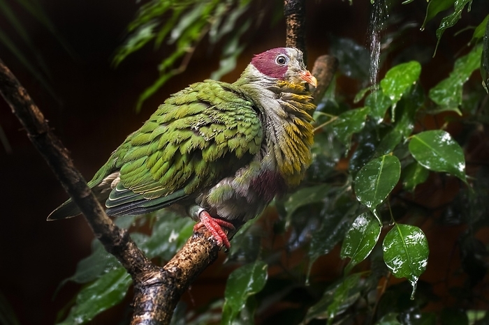 Yellow-breasted fruit dove (Ptilinopus occipitalis), balorinay endemic to the Philippines