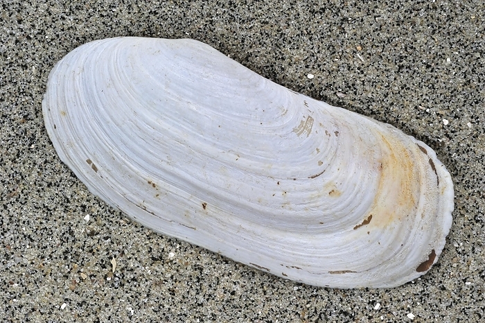 Oblong otter clam, Oblong otter-shell (Lutraria magna) on beach, Brittany, France, Europe