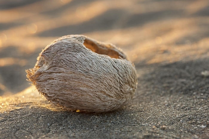 Sea potato, Heart urchin (Echinocardium cordatum) shell with spines on beach along the North Sea coast
