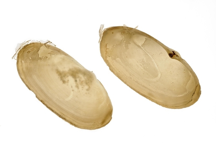 Common otter shell (Lutraria lutraria) on white background