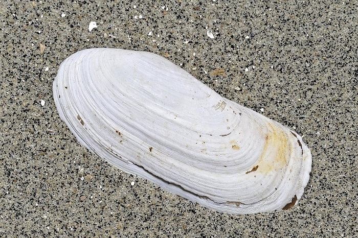 Narrow otter clam, Narrow otter-shell (Lutraria angustior) shell on beach