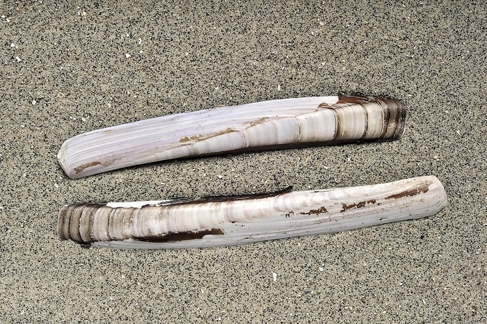 Razor shell, Razor clam, Razor fish, Sword razor (Ensis arcuatus) on beach along the North Sea coast